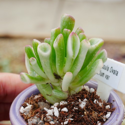 Crassula ovata gollum - crassula,