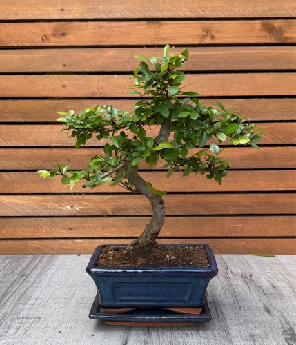 Chinese elm bonsai - elm, tree