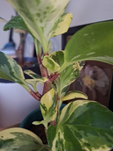 Baby rubber plant peperomia - rubber,