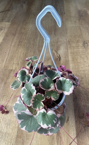 Strawberry begonia saxifraga - begonia,