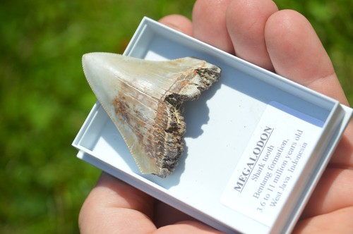 B55 wow genuine megalodon - wow,,