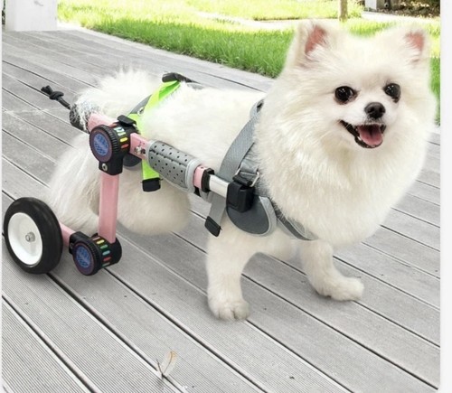 Letpetrun adjustable dog - adjustable,