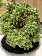 6x Pachyphytum compactum
