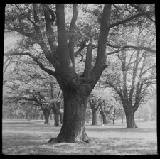 A SYLVAN GLADE CHINGFORD C1900