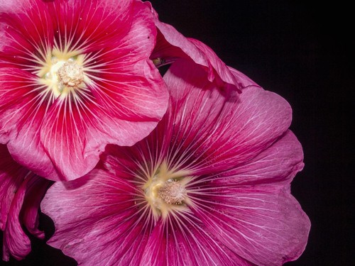 Lavatera burgundy wine - lavatera, hardy