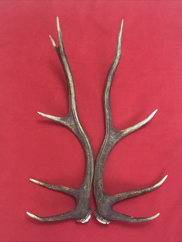 Pair red deer antlers - pair, 829g