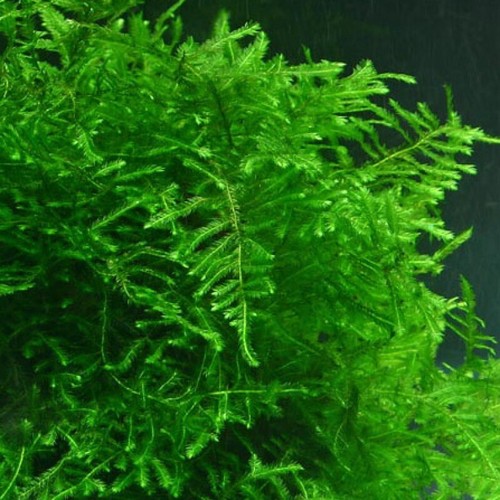 Java moss growing shelf - growing,