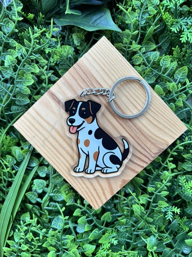Jack russell terrier - jack,