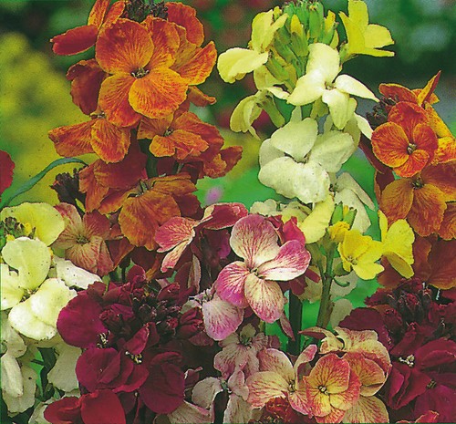 Wallflower english fair lady - english,
