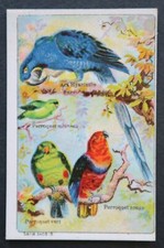 Chromo Image CHICORY ARLATTE Parrot Macaw Parrot Parrot Bird Bird Vogel