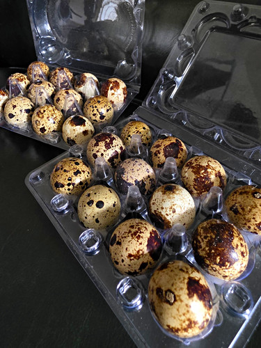 Coturnix quail eggs - coturnix,