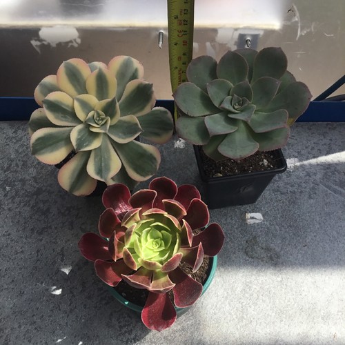 Different aeoniums - different,