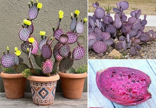 Purple prickly pear cactus - pear,