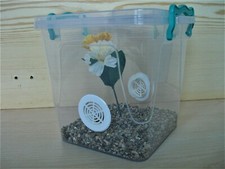 Praying Mantis Stick Insect