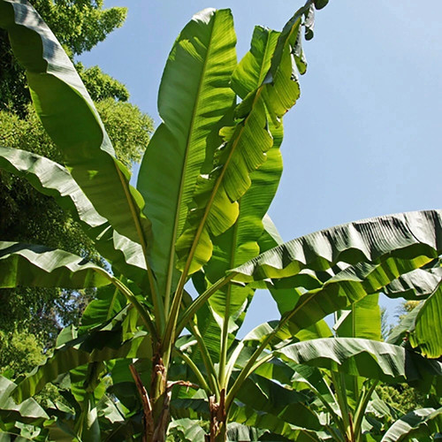 Exotic large leaf hardy banana - large,