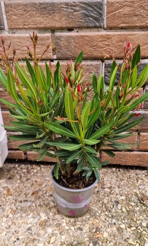 Nerium oleander tropical - oleander,