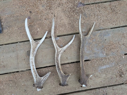 Sika deer antlers - 3,