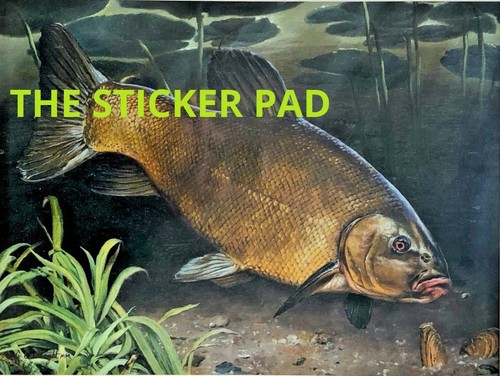 Vinyl sticker tench - -, coarse