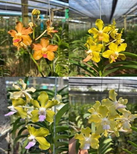 Rare vanda xena orchid plant - xena,