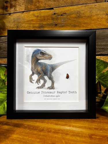 Genuine raptor therapod - genuine,