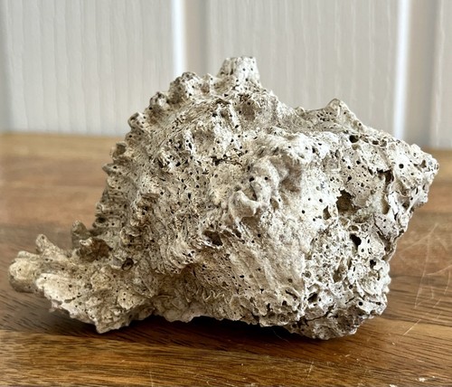 Murex conch sea shell seashell - conch,