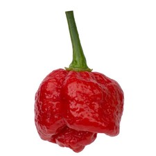 Trinidad Moruga Scorpion