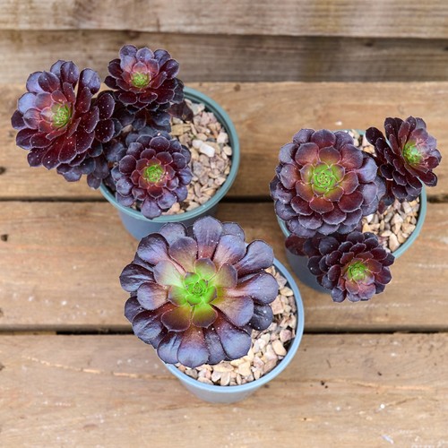 Aeonium tip top - , pot