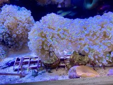 marine coral pink-tip