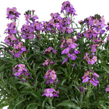 Wallflower 'Lilac Wonder' Plug