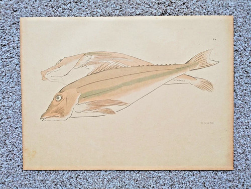 Study rish keisai kitao - by,