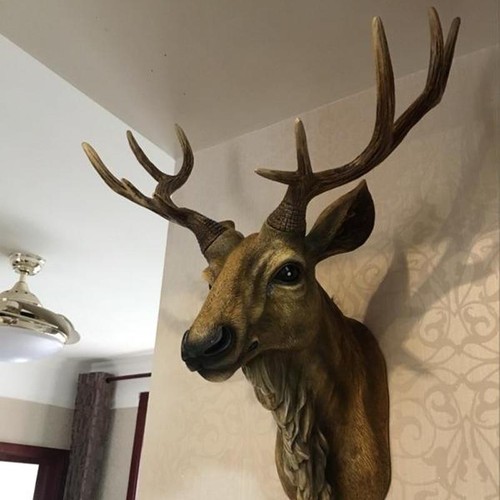 New elk mount - elk,