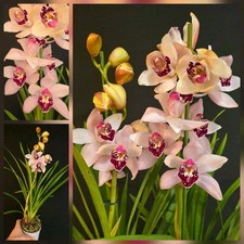 Cymbidium Burgundy Lip