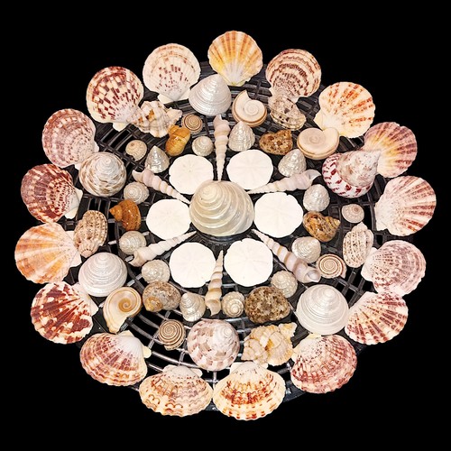 Vintage seashells lot various - seashells,