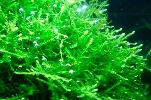 20g java moss shrimp safe - shrimp, live