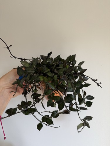 Hoya krohniana black leaves - black,