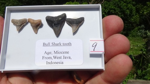 Set 4 bull - #9,,