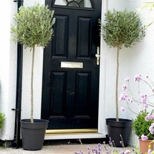 Olive Tree - Standard 80-90cm