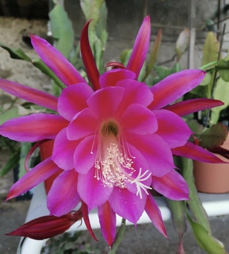 Epiphyllum jungle night - 1, “
