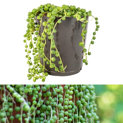 Senecio rowleyanus string of - rowleyanus,