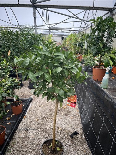 Citrus orange sinensis - citrus,