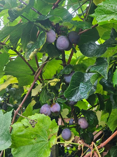 Plum tree cuttings scions - tree,