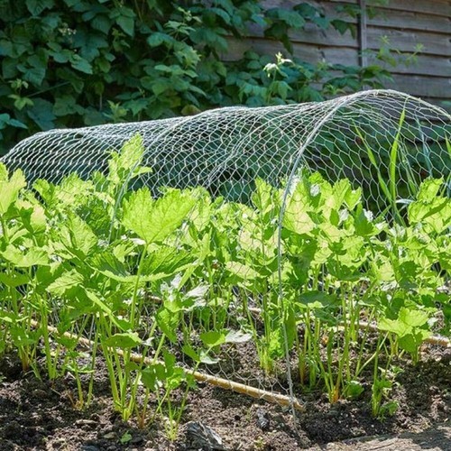 Galvanized chicken wire - galvanized, mesh