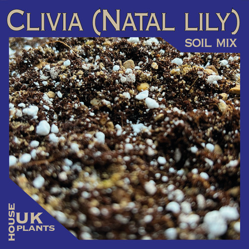 Clivia miniata soil mix - miniata,