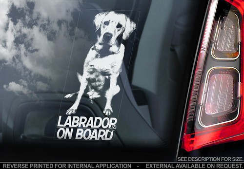Labrador retriever car - labrador,