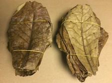 100 Sea Almond Tree Leaves 10-20cm Loose Terminalia Catappa Leaves Genuine BEST PRICE