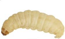 UINCLU Waxworms 50 Pack (15g)