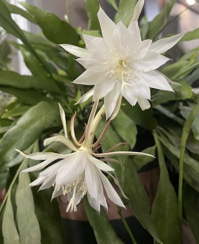 Epiphyllum orchid cactus - epiphyllum,