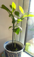 Citrus Lime tree plant in 9