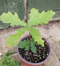 1 x English OAK TREE seedlings