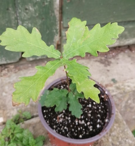 English oak tree seedlings - tree,